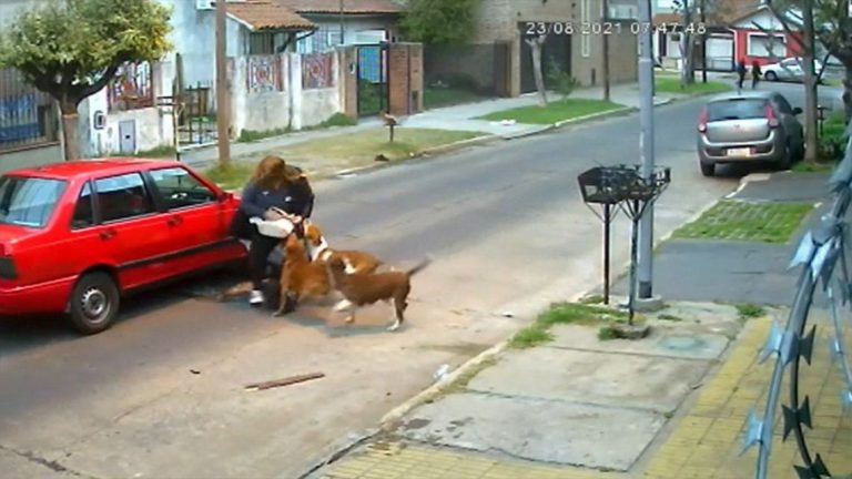 Una mujer fue atacada de manera feroz por tres perros Pitbull