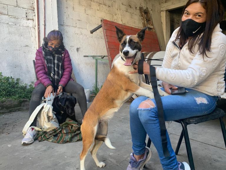 Continúa la vacunación antirrábica para perros y gatos en Ituzaingó