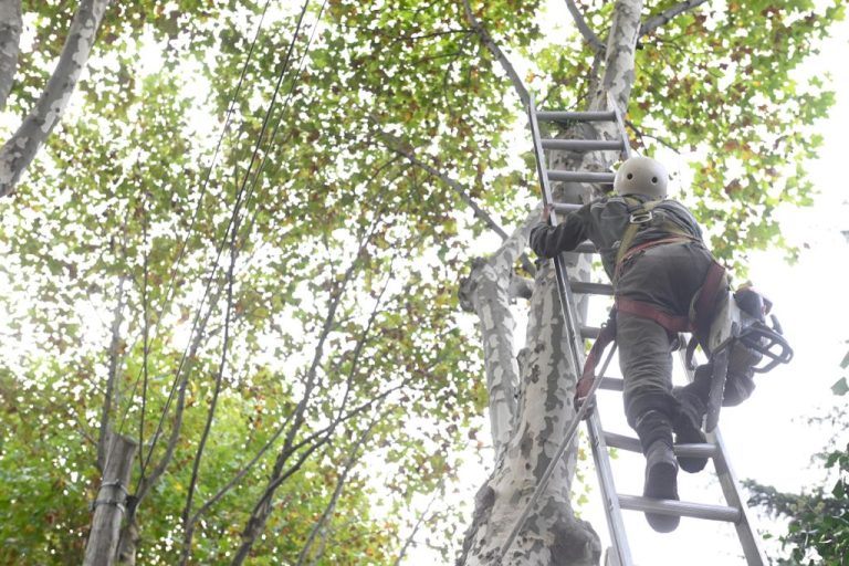 Tareas de poda en el centro de Monte Grande
