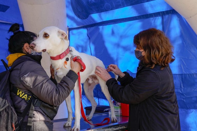Jornada de vacunación para perros y gatos en Vicente López