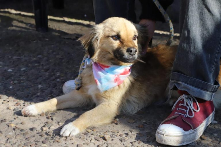 Jornada de vacunación de mascotas en Monte Grande Sur