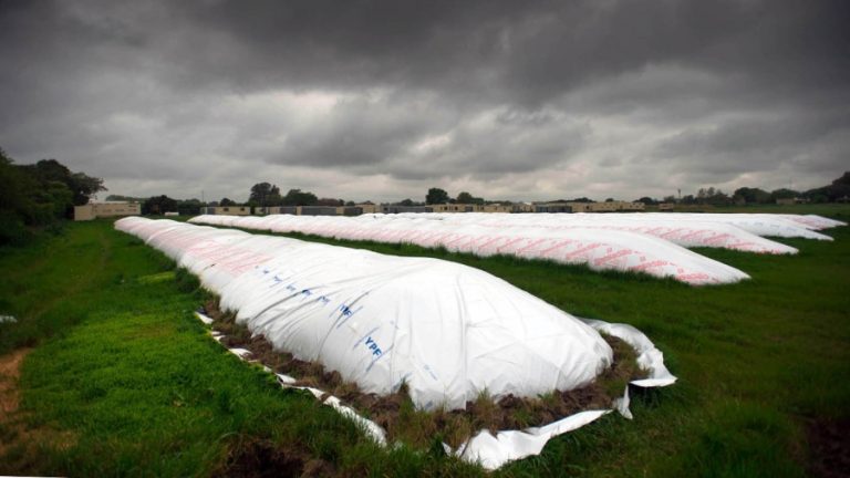 Suman 9 millones de dólares por exportaciones de soja