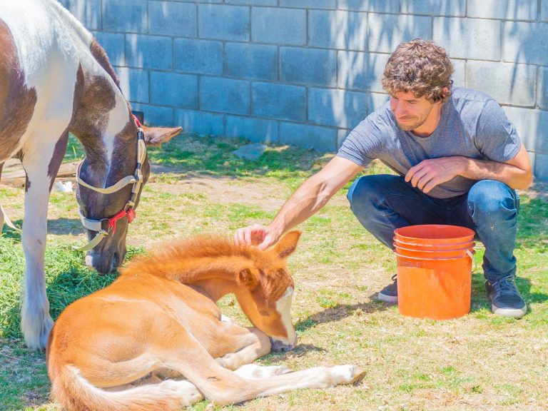 San Fernando liberó dos caballos y entregó una moto eléctrica