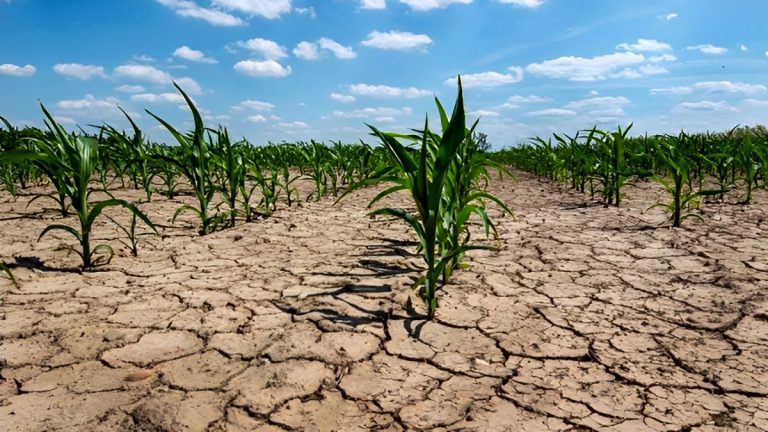Kicillof declaró en 33 municipios el estado de emergencia y desastre agropecuario por sequía
