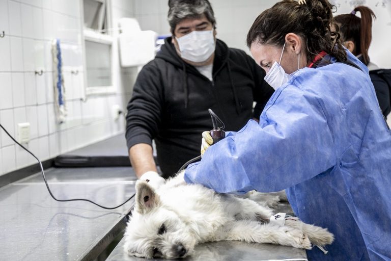 Zoonosis realizará jornadas de castración de mascotas en Brown