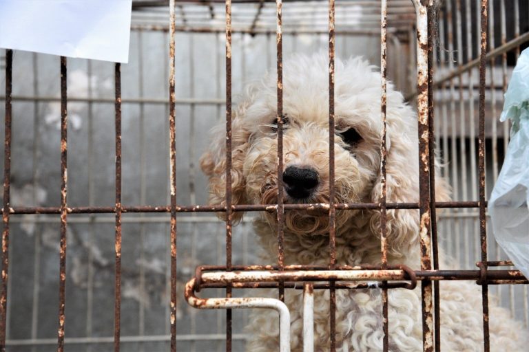 Llega a Villa Caraza el Punto de Castración de Mascotas