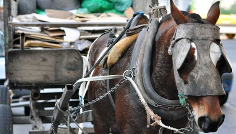 Kravetz propone declarar a los caballos como sujeto de derecho para prohibir tracción a sangre