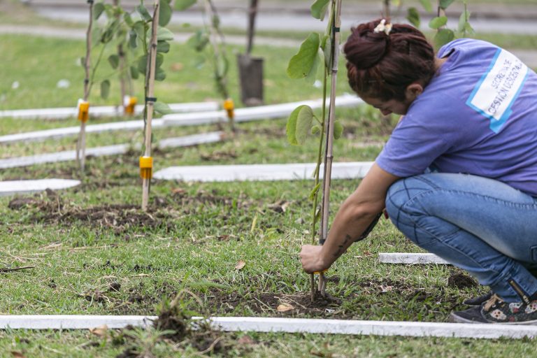 Avanza plan de forestación en Brown