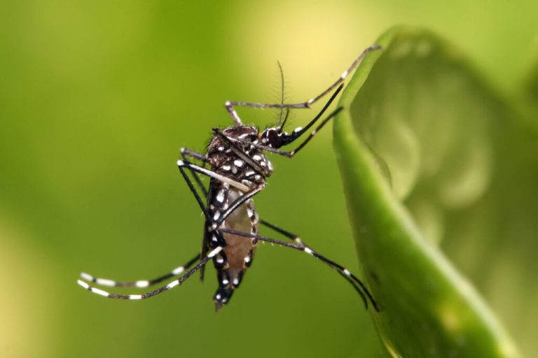 Detectan un nuevo genotipo de dengue en la Argentina