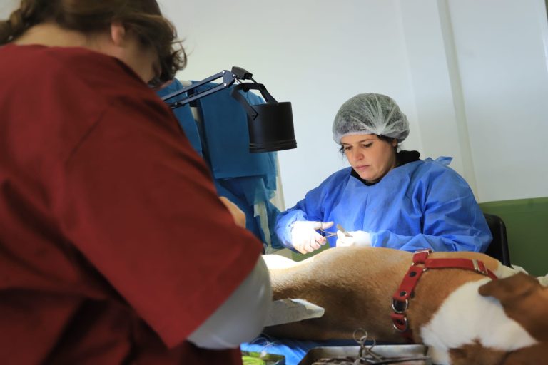 Operativos de salud veterinaria en Lanús