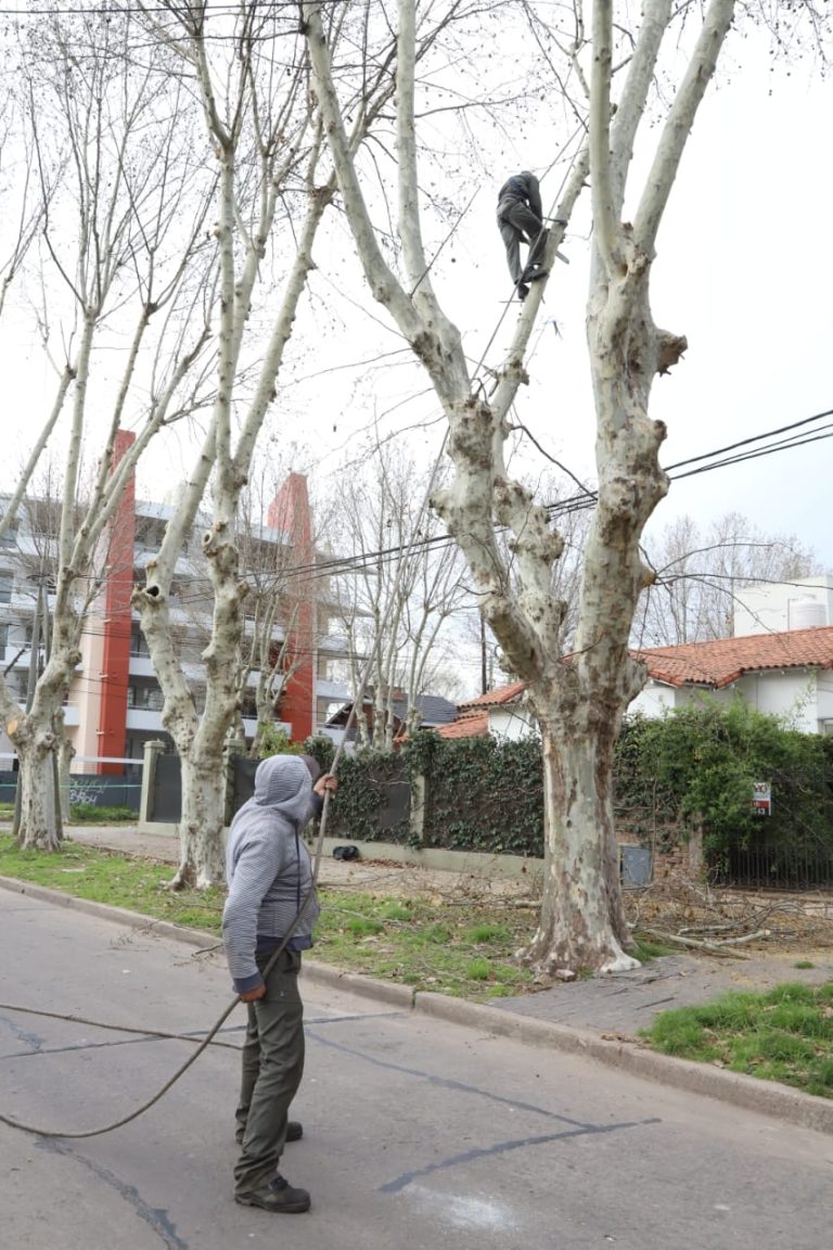 Tareas de poda en Luis Guillón
