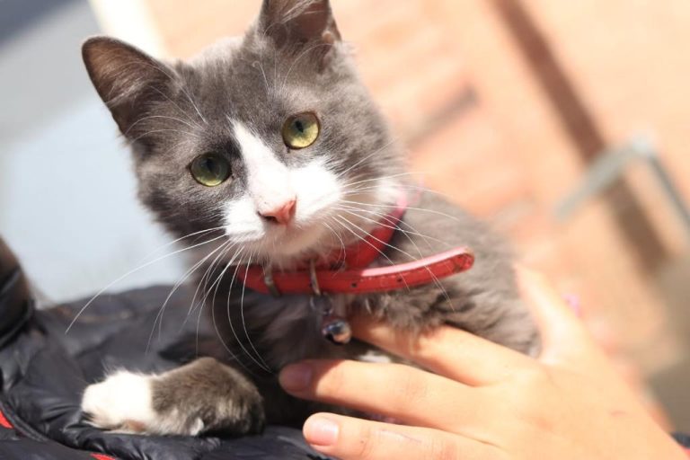 Lanús sigue adelante con los operativos de atención para mascotas