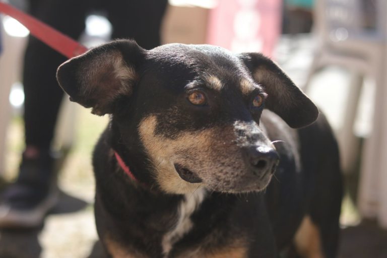 Operativos de vacunación y desparasitación para mascotas en Lanús