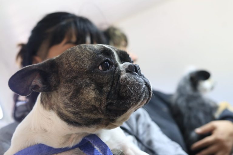 Lanús suma puntos de castración y veterinaria móvil