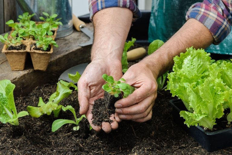 Se realizará una nueva entrega de semillas de huerta en Moreno