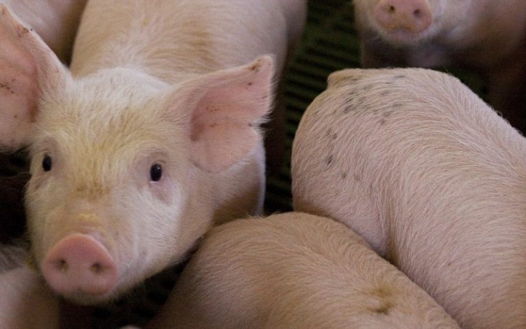 Ya suman 248 los casos de triquinosis en la Provincia
