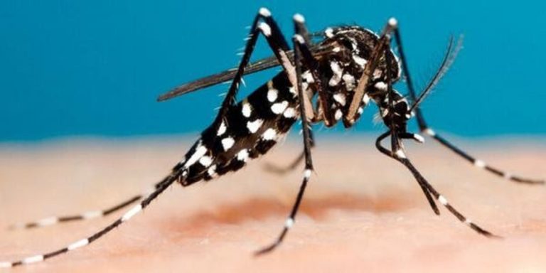 El Ministerio de Salud bonaerense pide tomar medidas para prevenir el dengue