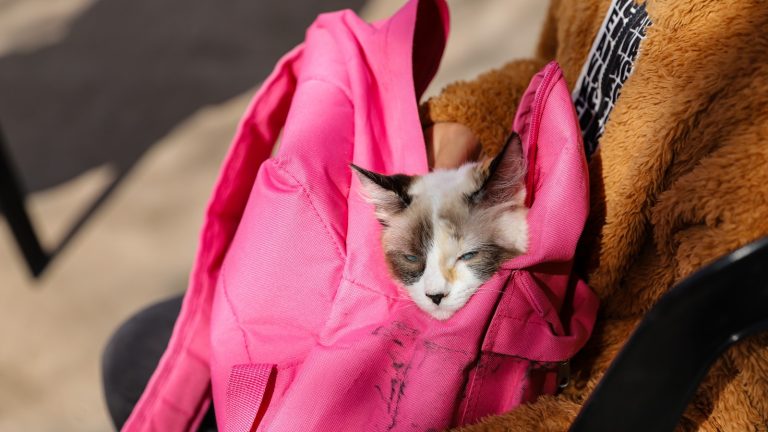 Jornada de salud animal en Olivos