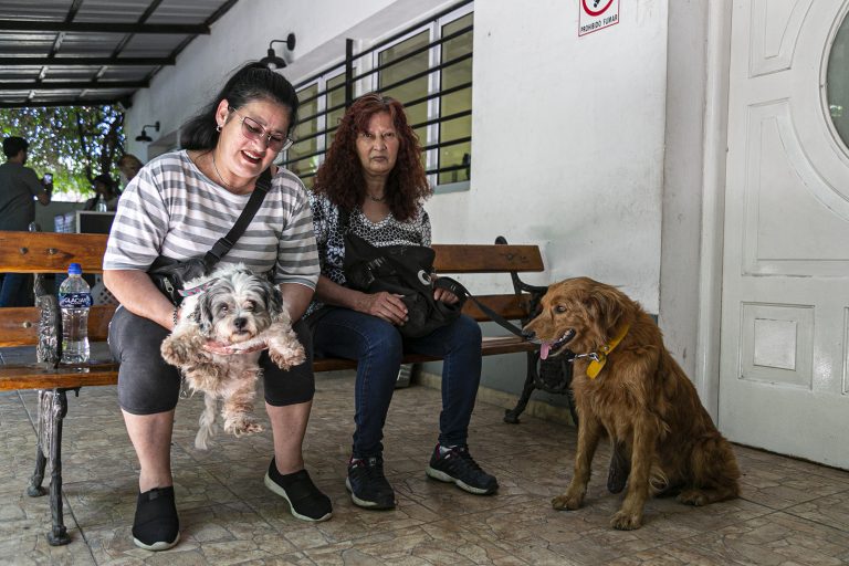 Jornada de castración de mascotas en Brown