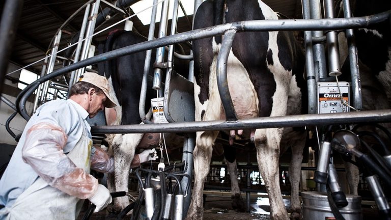 Prorrogan suspensión de retenciones a los lácteos