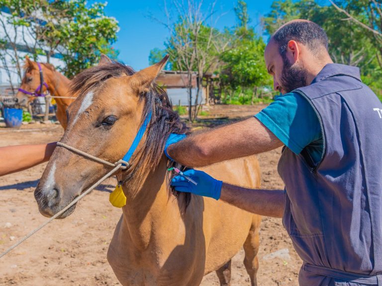Los caballos rescatados de la TAS fueron vacunados contra la encefalitis equina
