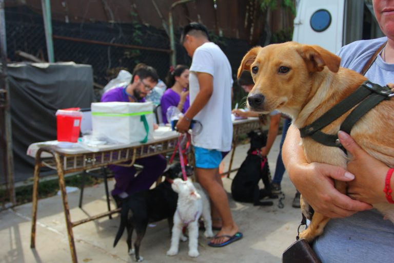 Operativo de vacunación en mascotas en 9 de Abril