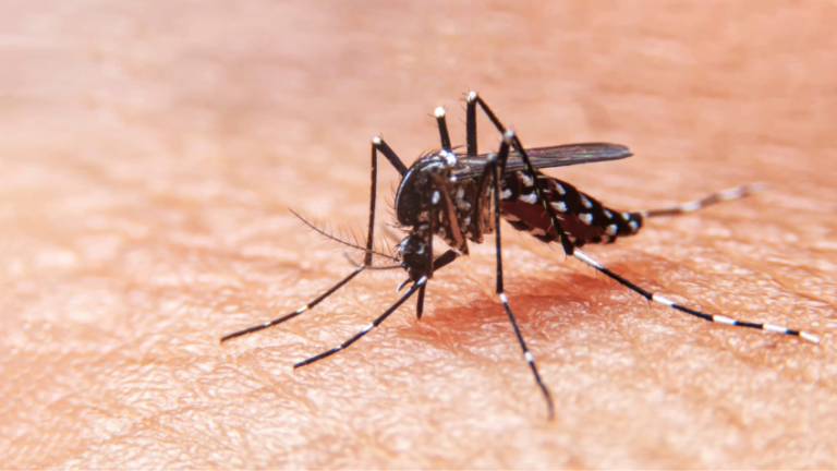 Jornadas contra el dengue en Provincia
