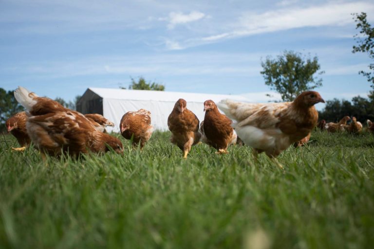 Se habilitó el registro de establecimientos agrícolas con sistemas pastoriles en Buenos Aires