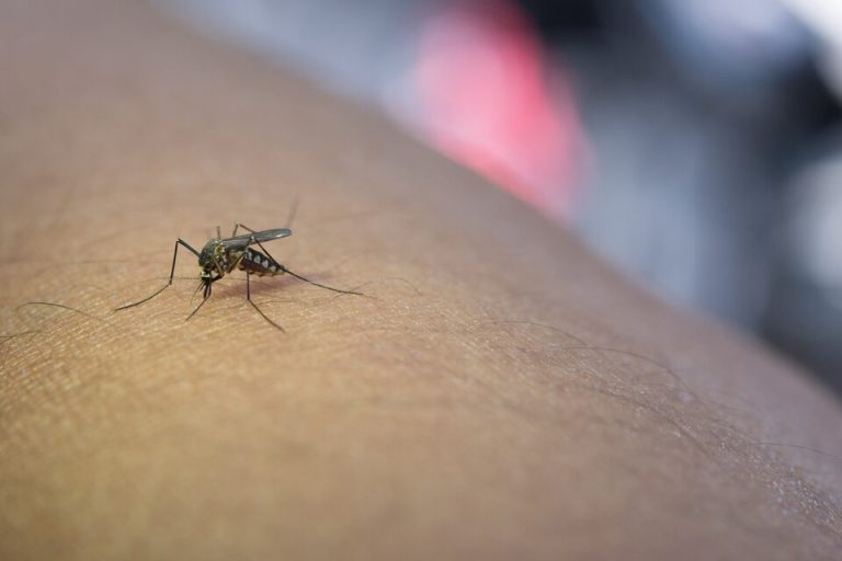 Hay 14 provincias argentinas con “circulación viral” de dengue