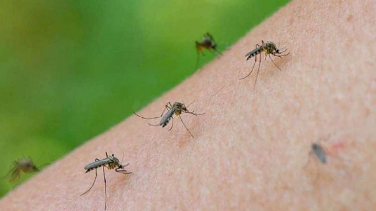 El dengue “se está volviendo una enfermedad endémica en todo el país”, advierten especialistas