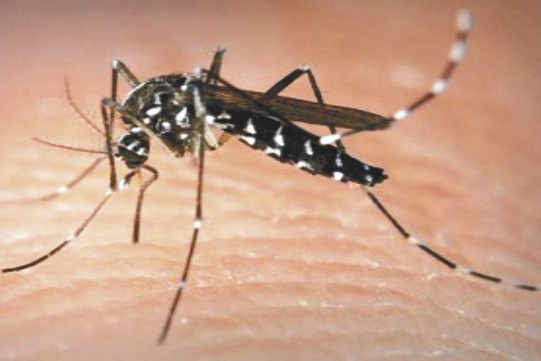 Hay más de tres muertes por día a causa del dengue y colapsan los hospitales