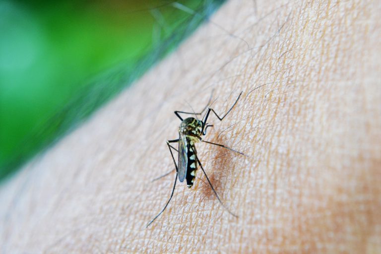 La Ciudad dispuso un protocolo de atención para los pacientes de dengue