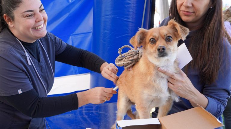 Jornada sobre salud animal en el Paseo de la Costa