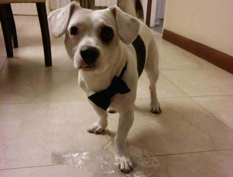 Hoy se celebra el Día del Animal, ¿por qué un 29 de abril?