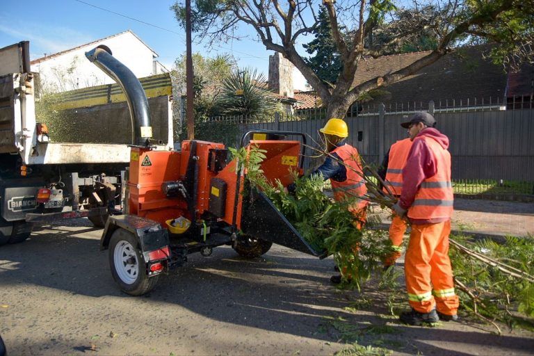 Realizan podas correctivas en el arbolado público