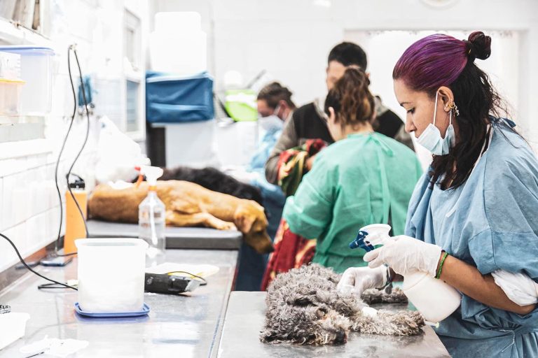 Zoonosis Brown desembarcó en Glew con un operativo integral