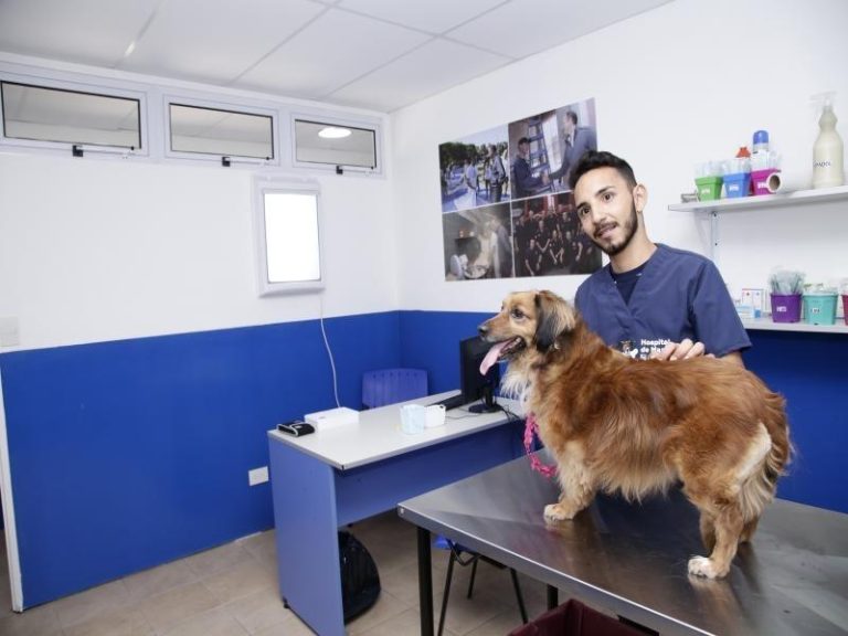 Más de 4 mil atenciones en un mes en el Hospital de Mascotas de Lomas