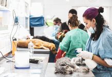 Almirante Brown suma un acuerdo entre Zoonosis y veterinarias