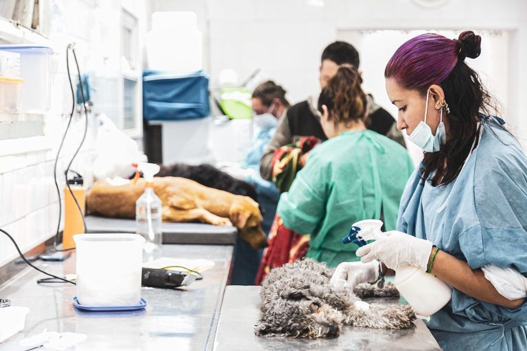Almirante Brown suma un acuerdo entre Zoonosis y veterinarias