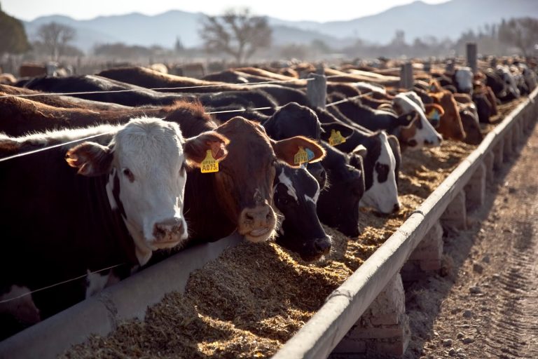 Agrarias UNLZ lanza la Diplomatura Universitaria en Gestión de Establecimientos de Engorde a Corral junto a la Cámara Argentina de Feedlot