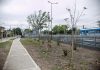 Almirante Brown forestó espacios públicos con más de mil plantas nativas