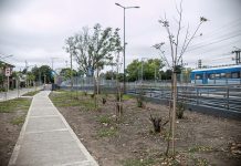 Almirante Brown forestó espacios públicos con más de mil plantas nativas
