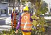 Comenzó el Plan Integral de Poda Correctiva y Responsable 2026 en Quilmes