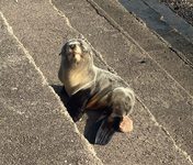Un pequeño lobo marino fue rescatado en la ribera de Quilmes